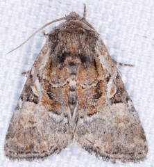 Meropleon ambifusca