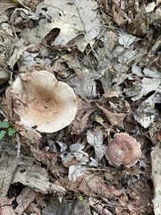 Lactarius quietus