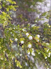 Phylica ericoides