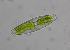 Closterium navicula