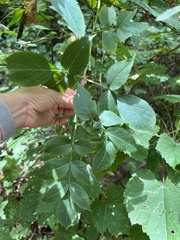 Neolasioptera pierrei