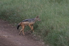 Lupulella mesomelas schmidti