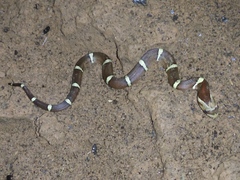 Oligodon purpurascens