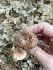 Lactarius quietus