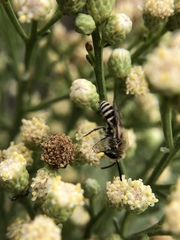 Colletes