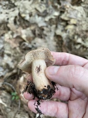 Lactarius quietus