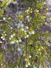 Phylica ericoides