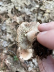 Lactarius quietus