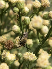 Colletes
