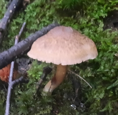Lepiota clypeolaria