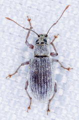 Cyrtepistomus castaneus