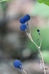 Caulophyllum thalictroides