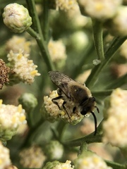 Colletes
