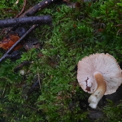 Lepiota clypeolaria