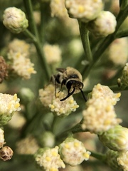 Colletes