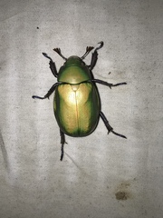 Chrysina beyeri