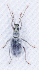 Cyrtepistomus castaneus