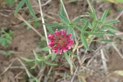 Trifolium africanum africanum
