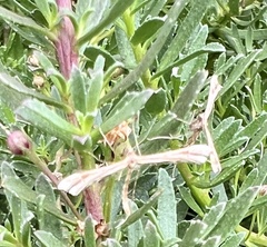 Anstenoptilia marmarodactyla