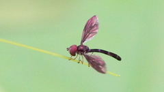 Ocyptamus fuscipennis