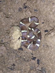 Oligodon purpurascens