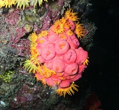 Tubastraea coccinea