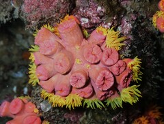 Tubastraea coccinea