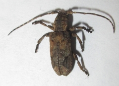 Hecyromorpha plagicollis