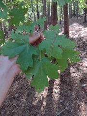 Acer floridanum