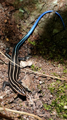 Plestiodon fasciatus