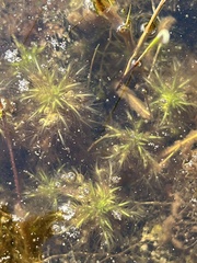 Sphagnum cuspidatum