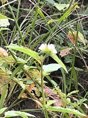 Melochia corchorifolia