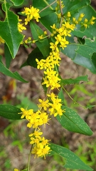 Solidago arguta