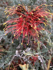 Grevillea