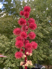 Ricinus