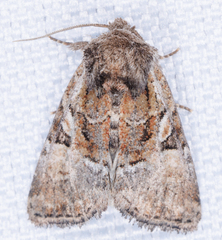 Meropleon ambifusca