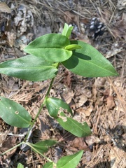 Commelina communis