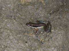 Indosylvirana nicobariensis