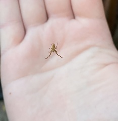 Philoponella congregabilis