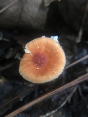 Leucoagaricus rubrotinctus