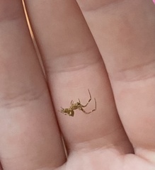 Philoponella congregabilis