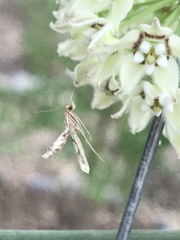 Lineodes integra