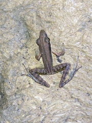 Indosylvirana nicobariensis