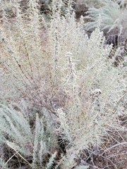 Artemisia filifolia