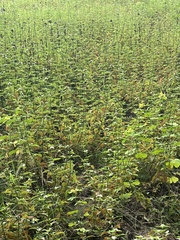 Melochia corchorifolia