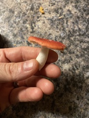 Russula emetica