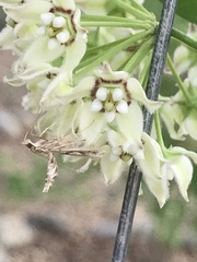 Lineodes integra