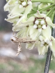 Lineodes integra