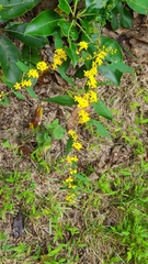 Solidago arguta