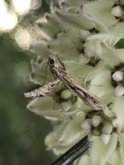 Lineodes integra